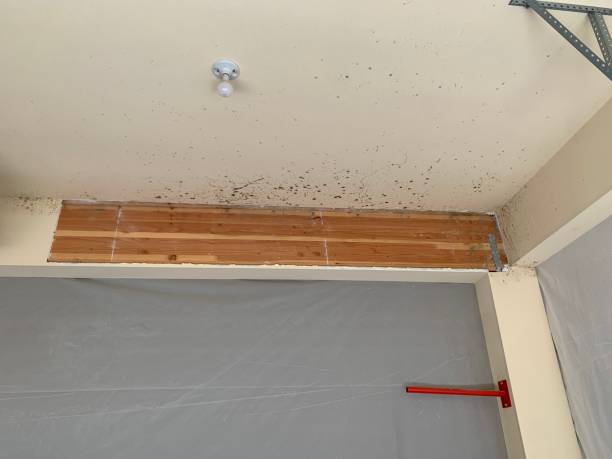 Best Environmental Consulting for Mold Prevention  in Alpine, UT